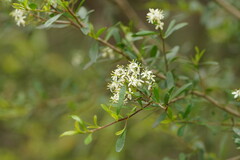 Bursaria spinosa spinosa