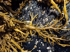 Ascophyllum nodosum