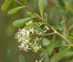 Bursaria spinosa spinosa