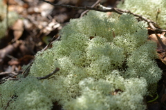 Cladonia confusa