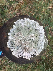 Xanthoparmelia conspersa