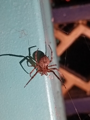 Larinioides ixobolus