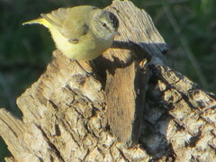 Acanthiza chrysorrhoa