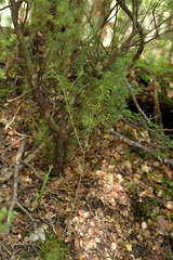 Coprosma linariifolia