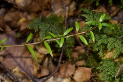 Coprosma linariifolia