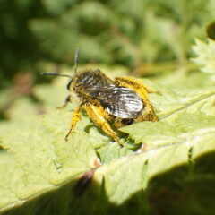 Lasioglossum leucozonium