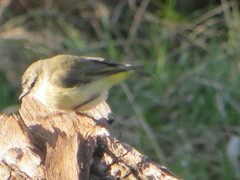 Acanthiza chrysorrhoa