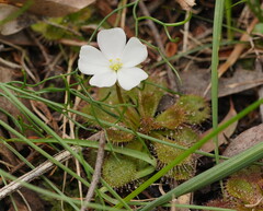 Drosera aberrans