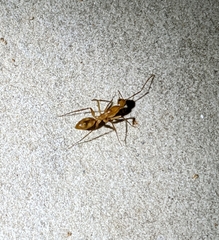 Camponotus maculatus