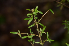 Coprosma linariifolia