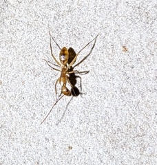 Camponotus maculatus