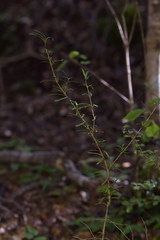 Coprosma linariifolia