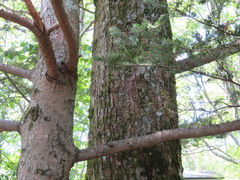 Abies homolepis