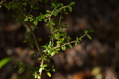 Coprosma colensoi