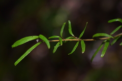 Coprosma linariifolia