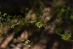 Coprosma linariifolia