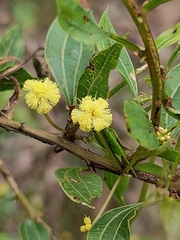 Phyllodineae