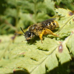 Lasioglossum leucozonium