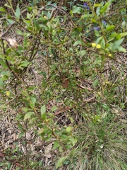 Phyllodineae