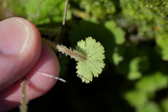 Hydrocotyle elongata