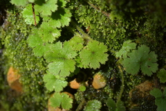 Hydrocotyle elongata