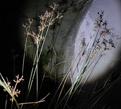 Fimbristylis dichotoma