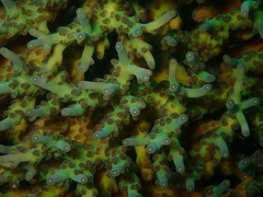 Acropora