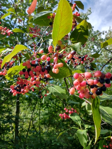 Northern wild raisin (Viburnum cassinoides)