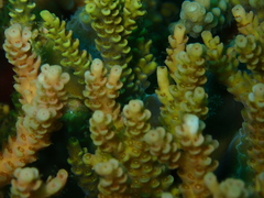 Acropora