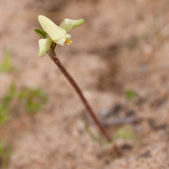 Disperis villosa