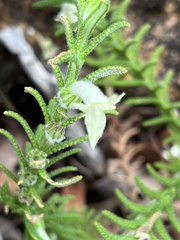 Chloanthes stoechadis