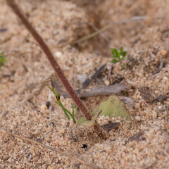 Disperis villosa