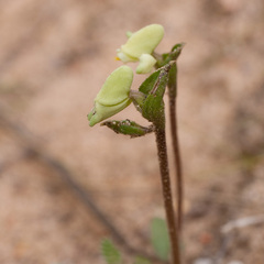 Disperis villosa
