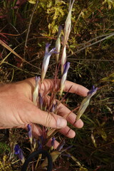 Gentianopsis barbata