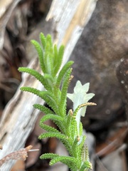 Chloanthes stoechadis