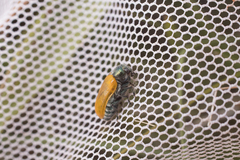 Labidostomis