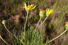 Euryops abrotanifolius