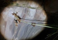 Fimbristylis dichotoma