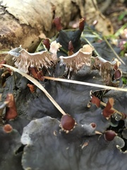 Peltigera praetextata