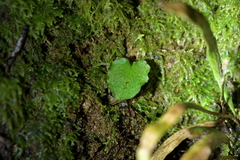 Corybas oblongus