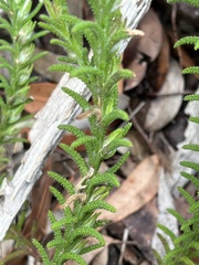 Chloanthes stoechadis