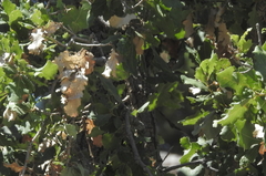 Quercus ithaburensis