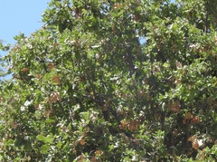 Quercus ithaburensis