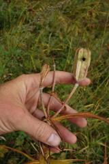 Lilium pensylvanicum