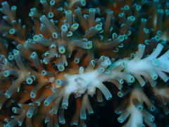 Acropora echinata