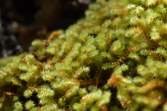 Ptychomnion aciculare