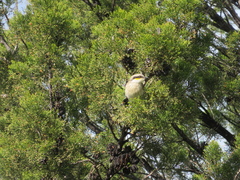 Gavicalis virescens