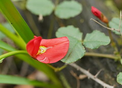 Kennedia prostrata