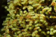 Ptychomnion aciculare