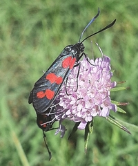 Zygaena filipendulae